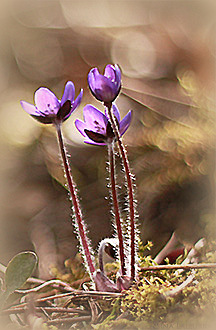 sinivuokot9417216001.jpg